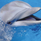 Illustration for article titled Whats Killing Flipper?